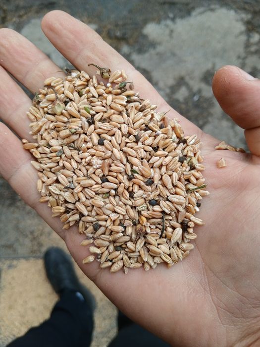 Подсолнух,лен в мешках