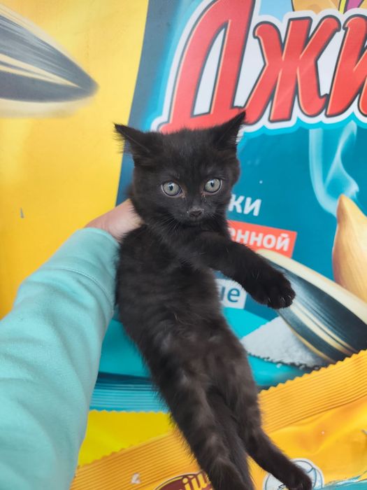 Отдам в добрые руки котенка