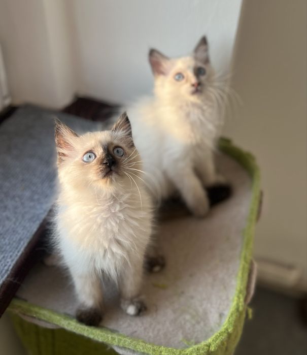 Puiuț Ragdoll.