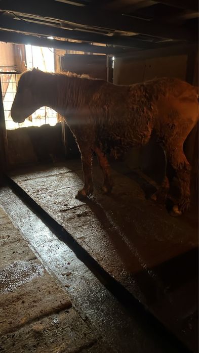 Жылқы сатылады