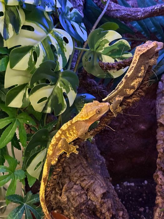 Бебета ресничест гекон (Correlophus ciliatus)