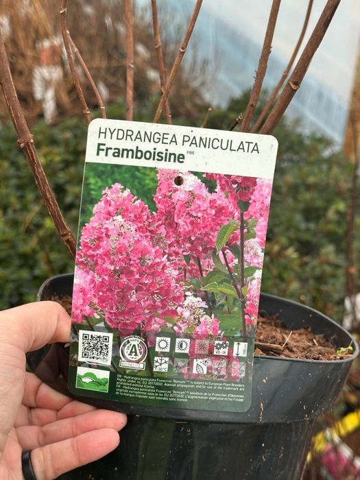 Самарская лидия гортензия