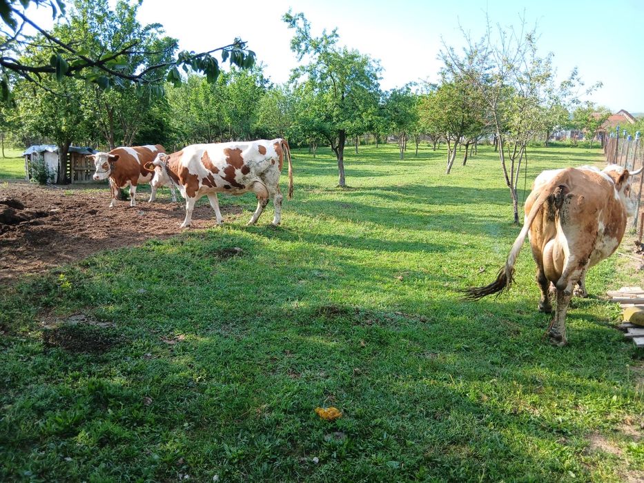 Vând vaca de 7 ani cu vițea , garantez 20 litri de lapte .