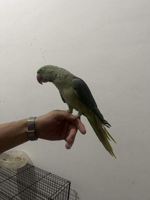 Александрийских попугаев РучноЙ