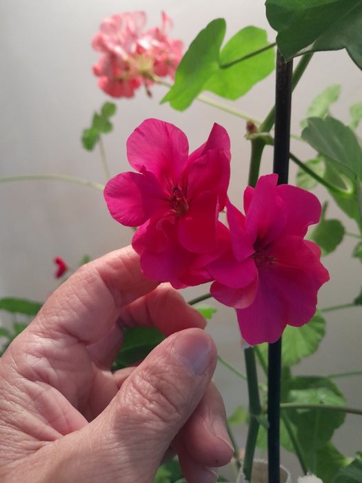 Комнатые цветы Фиалки