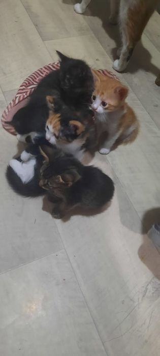 Котенки в хорошие руки