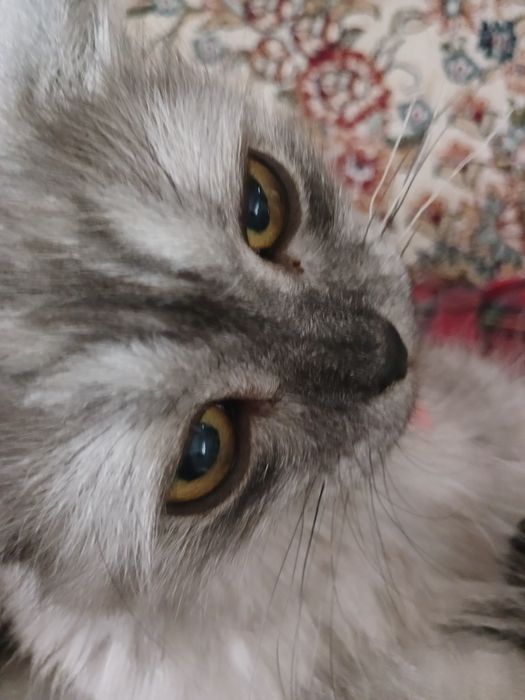 Кошка  8 месяцев