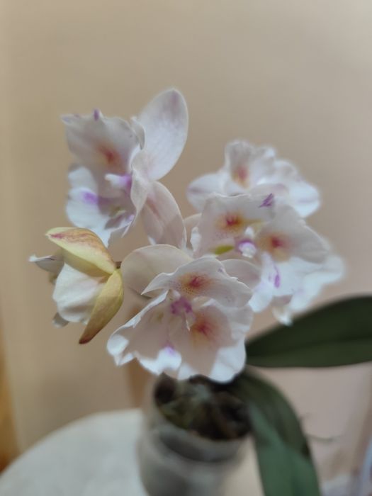 Продаю цветущую орхидею