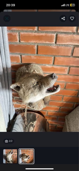 Настенный трофей