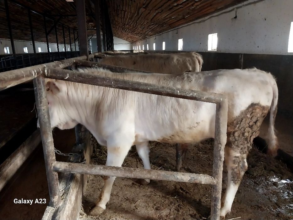 Продам  быков хорошые