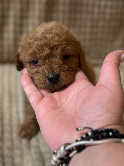 Малки сладки изкушения