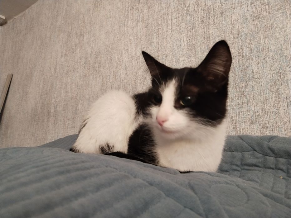 Ищем дом для кошечки