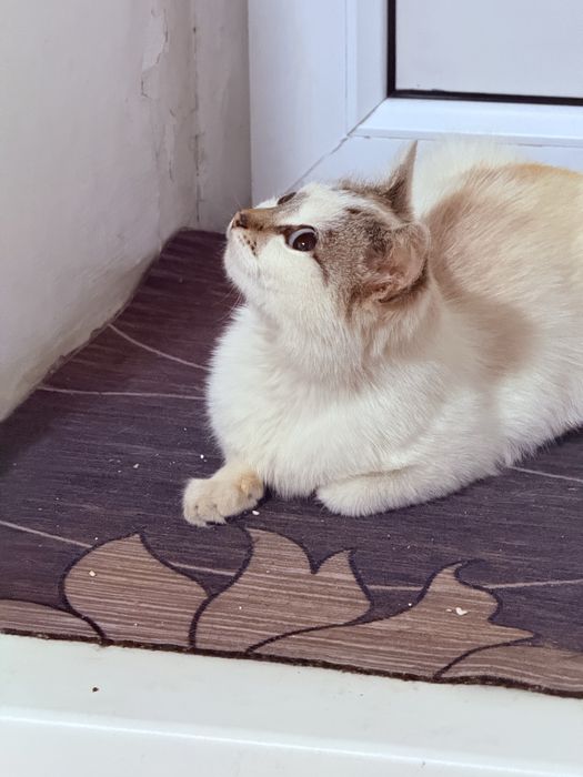 Отдам кошочку в хорошие руки