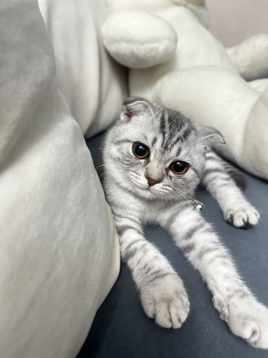 Продаётся кошка породы Scottish Fold