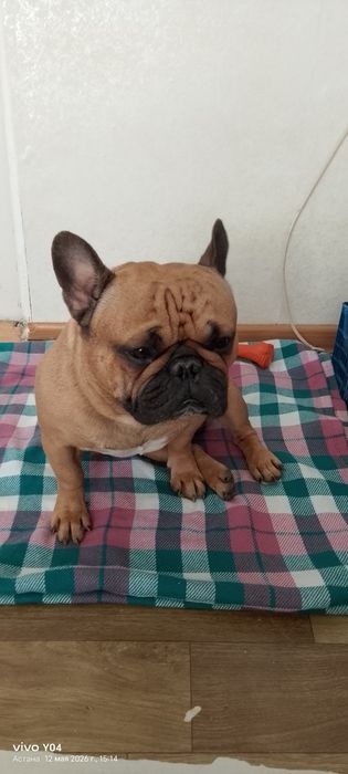 Срочно продам сабаку связи с переездом.
