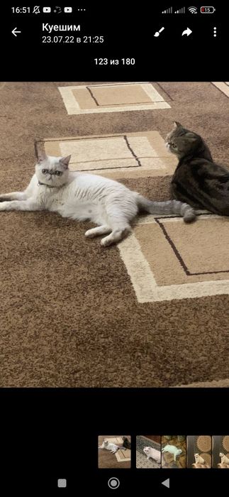 Yalangoch yogli fotosuratlar