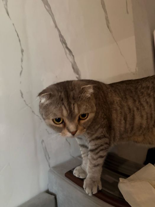 Отдам кота шотланца в добрые руки