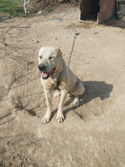 Ит сатылады. 3 жыл болган