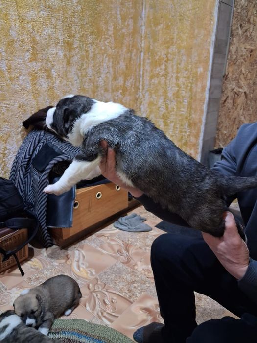 Щенки САО (алабай)