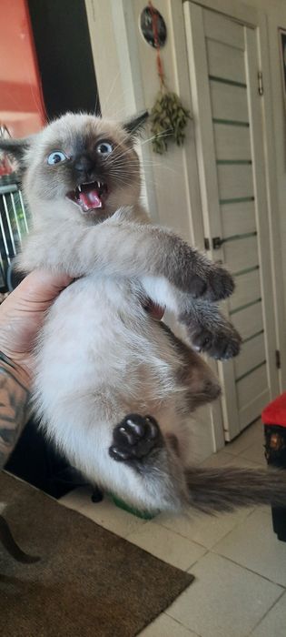 Красивые котята.