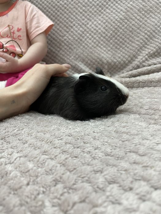 Продам 2 морские свинки(мальчики)