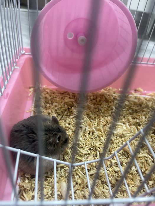 Продается хомяк, вместе с домиком, кормом и всем остольним