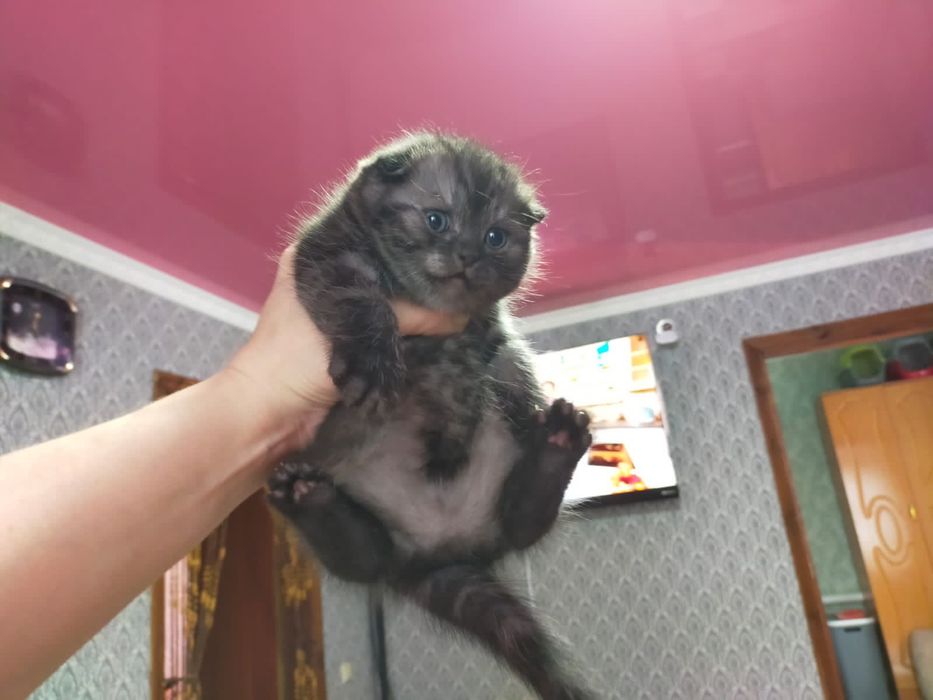 Скоттиш Фолд.  Редкого Окраса .