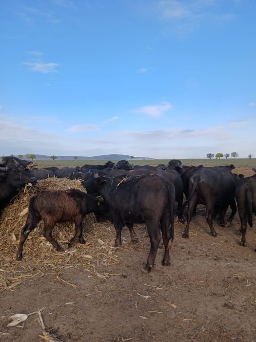 Bivolite gestante si negestante