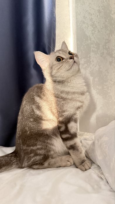 Отдам даром шотландскую кошку