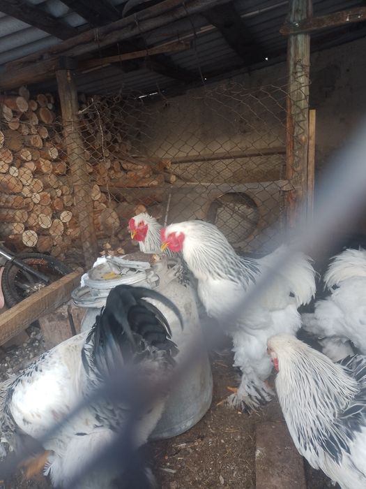 Продам петухов брама