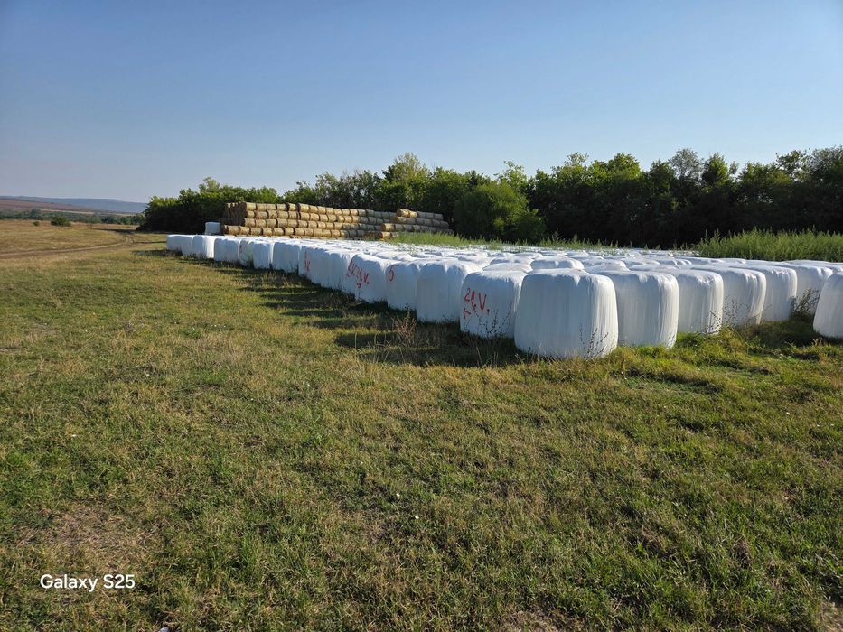 Сенаж от люцерна, както и смесен сенаж -ечемик,тритикали и ръж