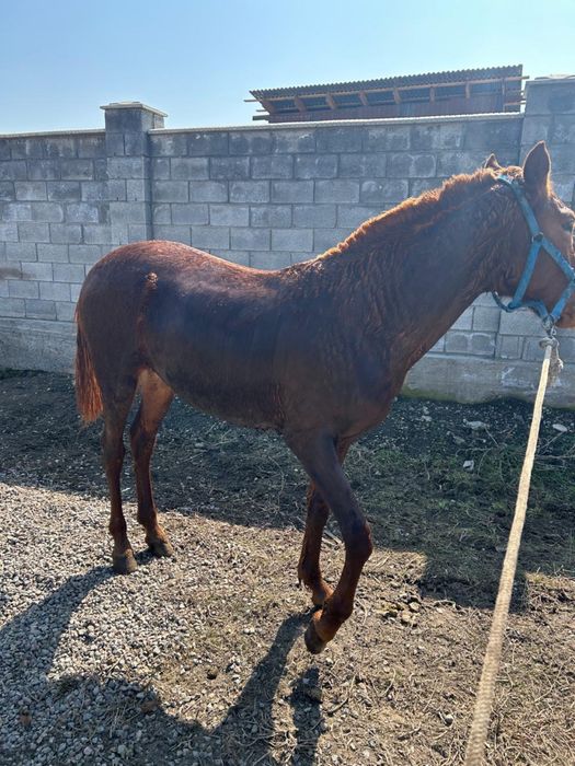 Продам мощного жеребца