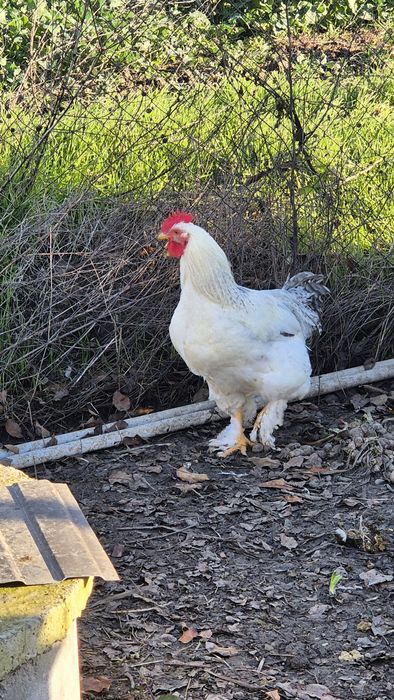 Păsări de vânzare