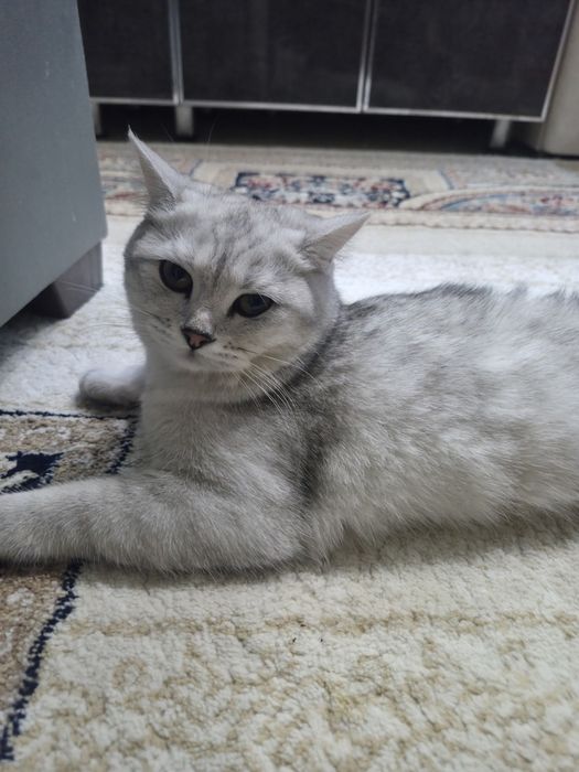 Британский шинщила девочка