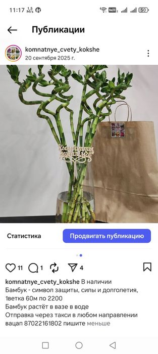 Комнатные цветы и растения