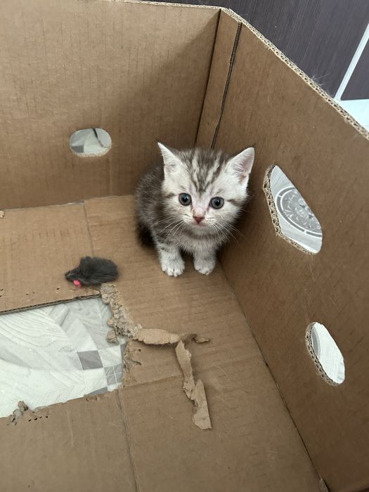 Продам котенка мальчика