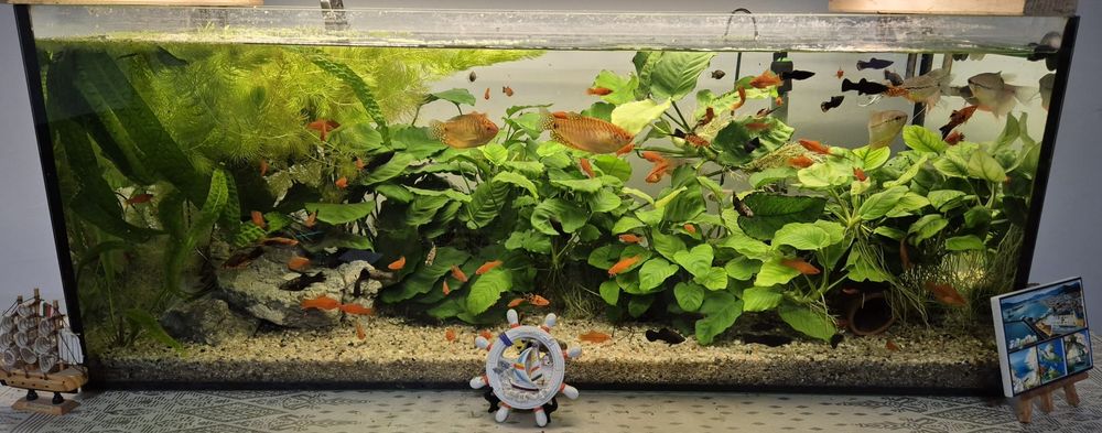 Vând pești Xipho + Anubias diverse modele – maturi și pui – preț avant