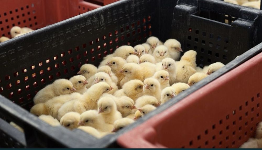 Яйцо инкубационный бройлера