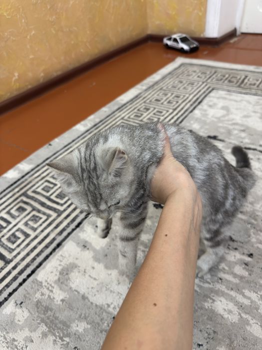Кошка Шотландская веслоухая