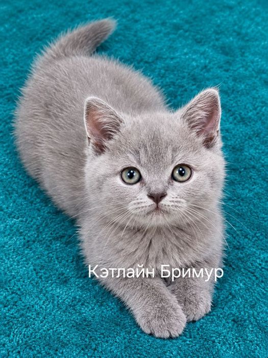 Британские котята. Пинтомник.