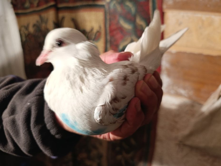 Голуби бакинцы  год