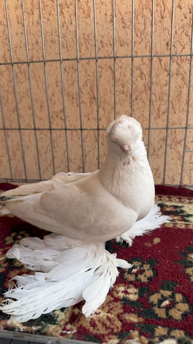 Голубь молодой Гульбадам