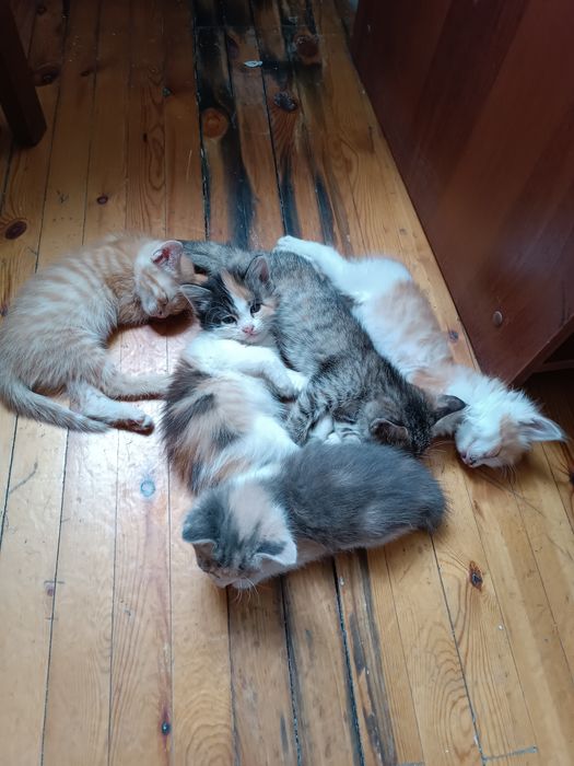 Отдам котят в добрые руки