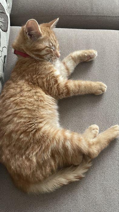 Отдам даром , котенка