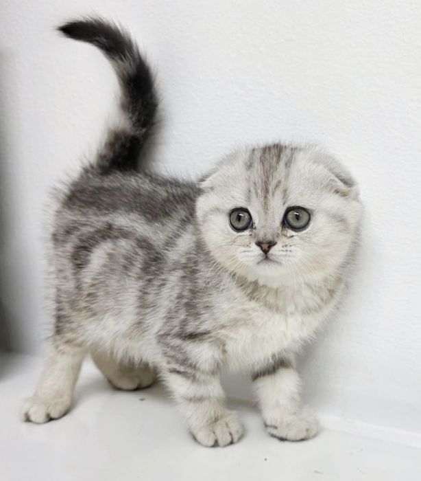 ШоТлаНдские КотЯта висЛоуХие