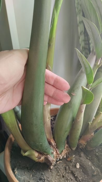 Продам большой замиакулькос