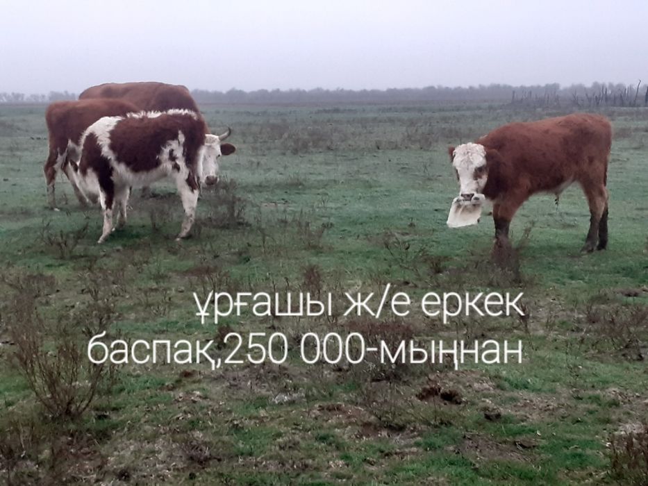 12-бас бар саттық бір бұзаумен қосқанда