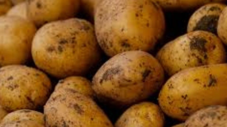 Продам картошку мешками