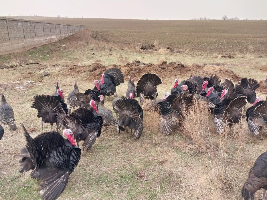 Күрке тауық сатылады