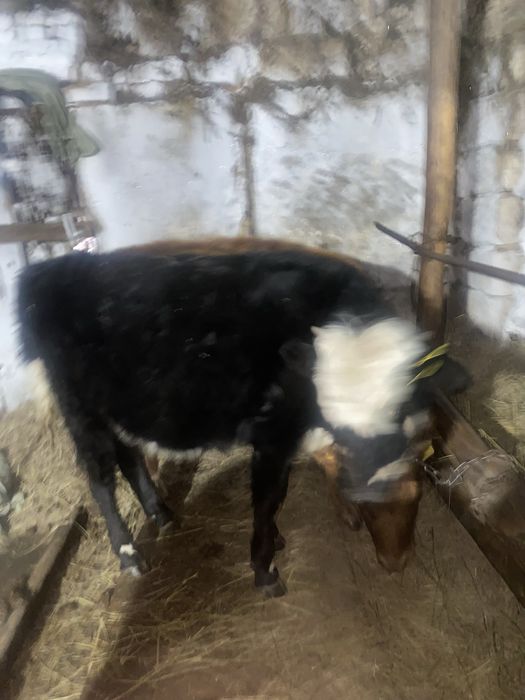 Теленок годовалый